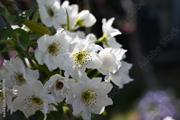 Fototapeta White pear flowers
