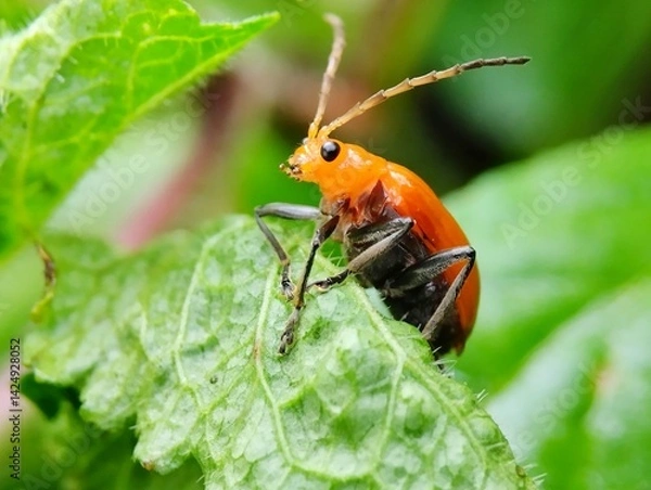 Fototapeta Aulacophora indica or orange beetle walking on a green leaf with a blurred background 

