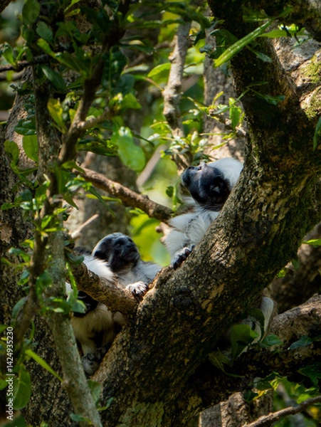Obraz en los arboles