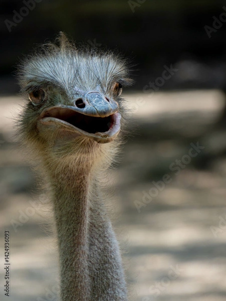 Obraz Avestruz
