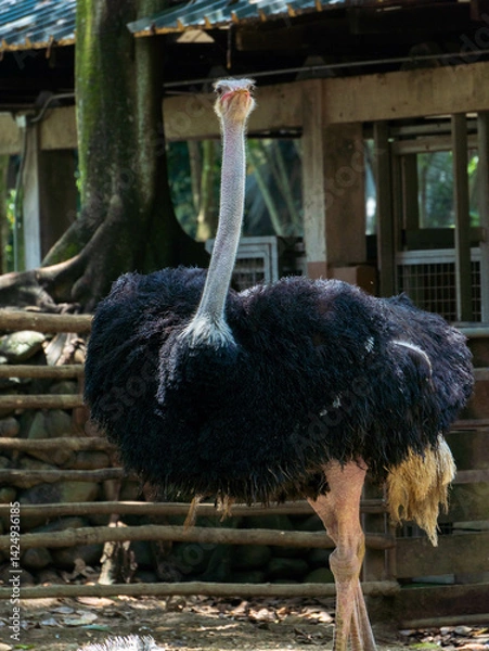 Fototapeta Avestruz