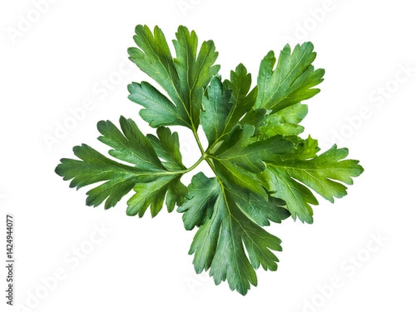 Fototapeta fresh parsley leaves isolated on white background