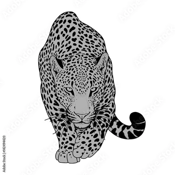 Fototapeta illustration of leopard, graphic vector animal