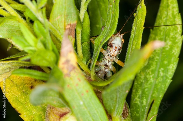 Obraz Bottom view of a Black-legged Meadow Katydid looking out of plant stem in Minnesota