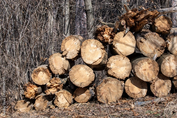 Fototapeta Stacked logs from a fallen tree in the forest waiting to be hauled away