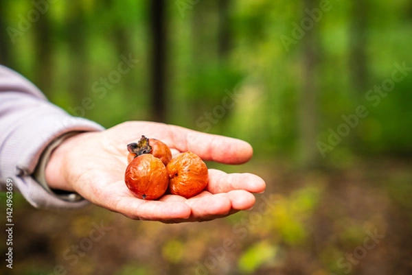 Fototapeta Appalachian Persimmon