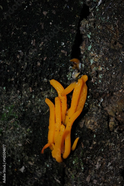 Fototapeta champignons sur souche