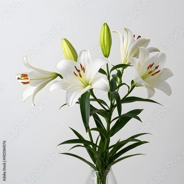 Fototapeta White lilies, elegant floral arrangement, Serene composition of beautiful white lilies with delicate shadows, casting a tranquil ambiance on a subtle cream background