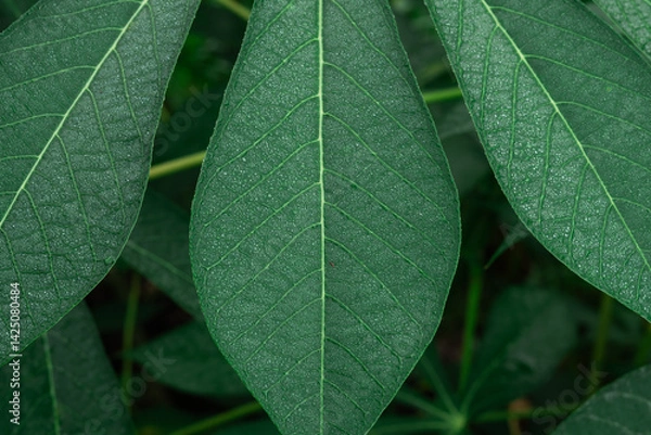 Fototapeta Detailed close-up of vibrant green cassava leaves showcasing their intricate vein patterns