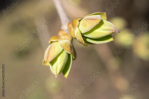 Fototapeta lilac branch with buds in spring