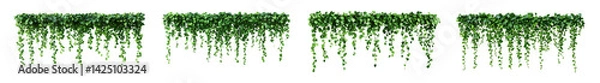Fototapeta An eliment set of Green hanging ivy or hedera helix. Ivy curtain, green creeper vines. Green hanging ivy or hedera helix on islated transfarent background, PNG.