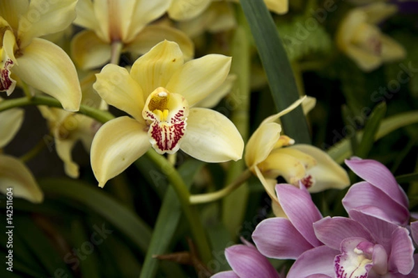 Obraz Orchids