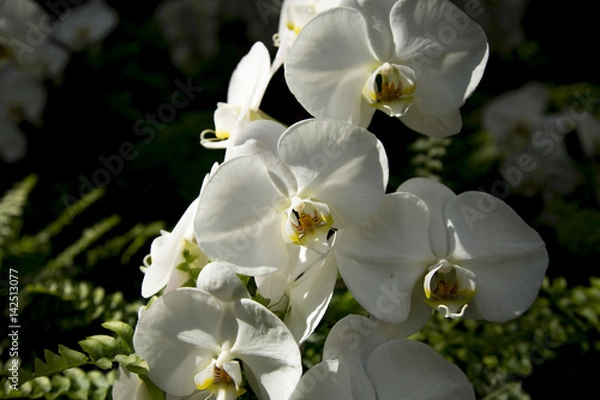 Obraz Orchids