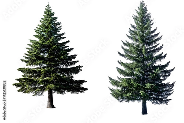 Obraz Isolated Photo of Two Green Pine Trees With Transparent Background