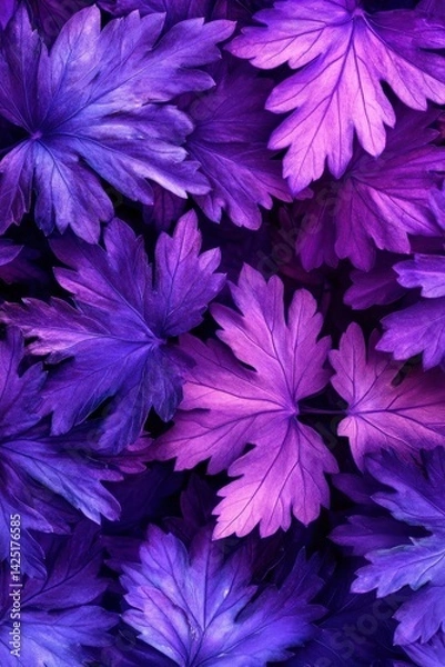 Fototapeta Luminous purple chrysanthemum blooms densely fill the frame, creating a rich, textured floral pattern