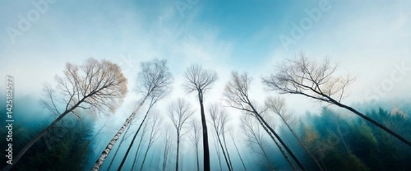 Obraz Trees reaching up, mist-filled forest with a cloudy sky. Autumnal scene