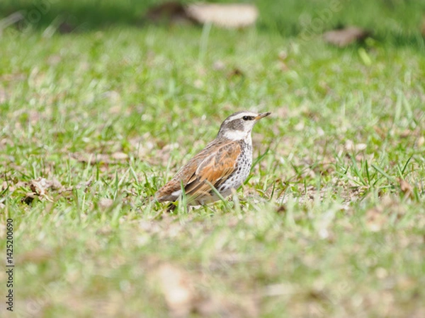 Obraz 春のツグミ・メス