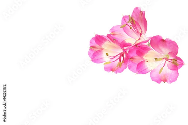 Fototapeta アルストロメリア