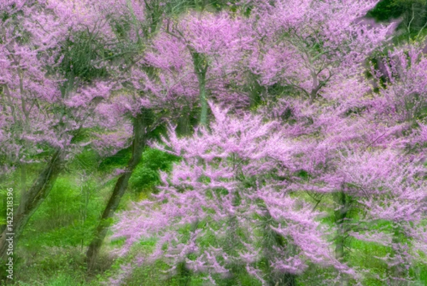 Obraz 541-06 Redbud Spring Explosion