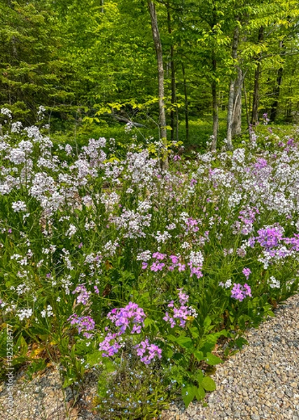 Obraz 696-26 Roadside Dame's Rocket