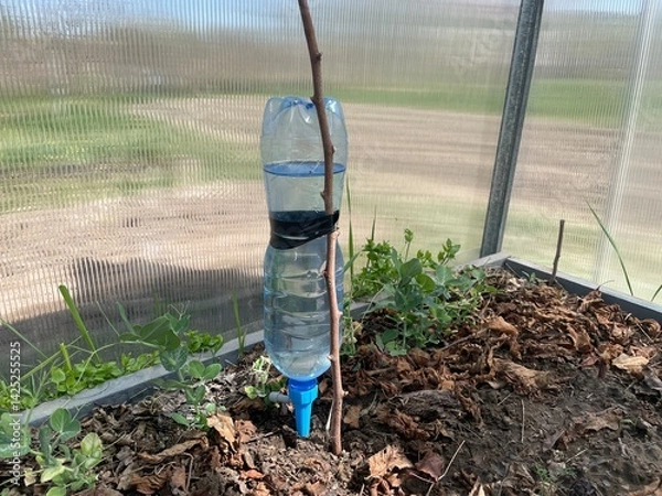 Fototapeta Simple drip irrigation system using plastic bottles in greenhouse