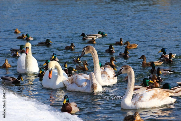 Obraz Łabędzie III