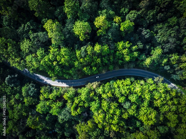 Obraz Road in the middle of the forest , road curve construction up to mountain, Rainforest ecosystem and healthy environment concept