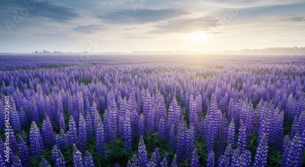 Obraz A vibrant field filled with blooming purple lupines stretches across the landscape, bathed in the gentle light of early morning. The sky above displays muted hues as the sun rises, casting a warm glow