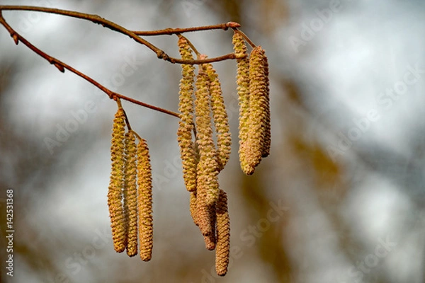 Fototapeta Haselnussblüte