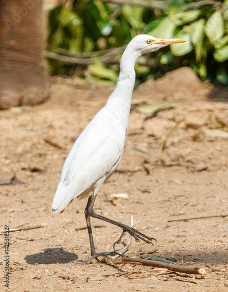 Fototapeta A white bird with a yellow beak stands on a dirt ground