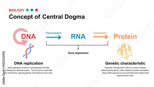 Fototapeta Educational diagram illustrating the concept of the central dogma, showing the flow of genetic information from DNA to RNA to protein through transcription and translation.  
