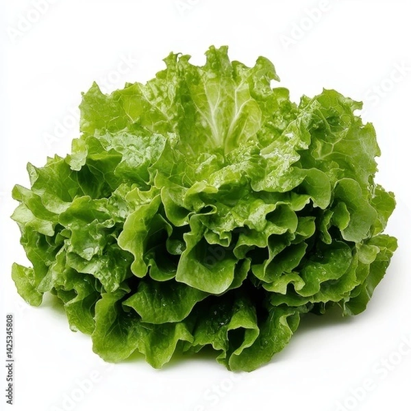 Fototapeta Fresh, vibrant green, crisp head of lettuce