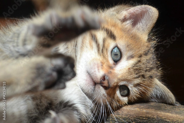 Obraz Little cat playing