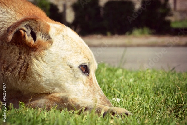 Obraz Dog face looking with tenderness
