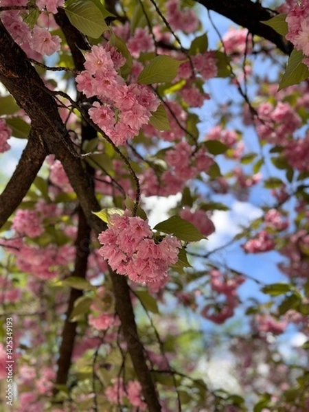 Fototapeta Vertical photo of pink cherry flowers and tree branches with blue sky at the background.