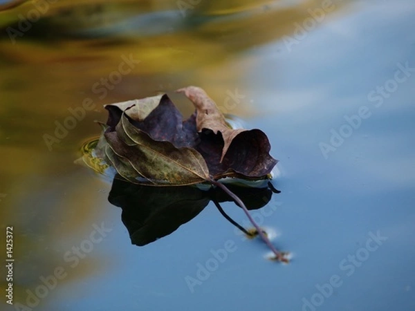 Obraz treibendes blatt