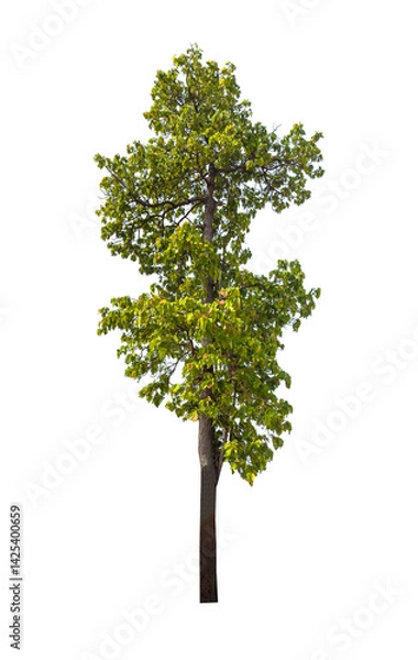 Fototapeta Isolated single tree greenery botanical