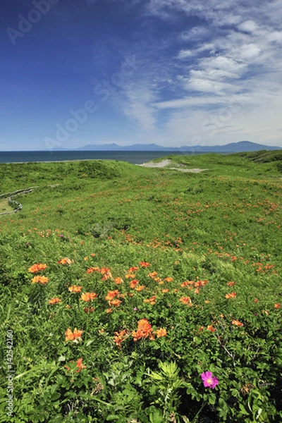 Fototapeta 小清水原生花園