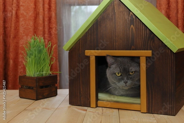 Fototapeta On a plank desk in front of window with red curtains sits a grey cat in a wooden cat house, that is next to a wooden crate of fresh green grass.