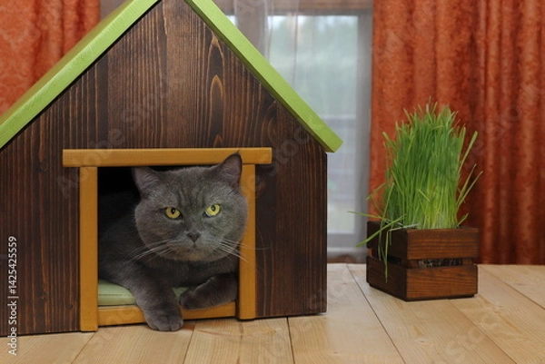 Fototapeta On a plank desk in front of window with red curtains sits a grey cat in a wooden cat house, that is next to a wooden crate of fresh green grass.