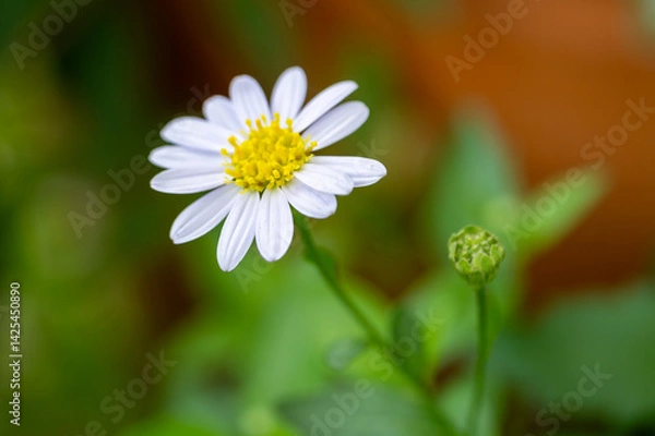 Fototapeta Delicate white flower blooming in lush green environment nature close-up view