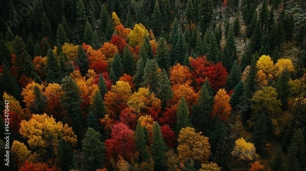 Fototapeta A forest during autumn, with trees displaying rich fall colors of red, orange, and yellow.
