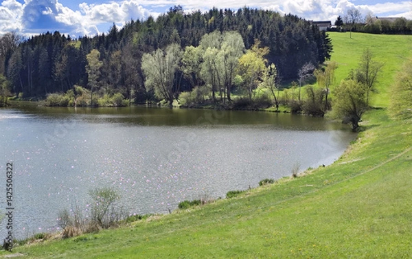 Obraz springtime at a small lake