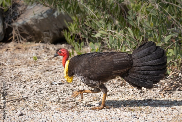 Obraz An Australian brush turkey is a protected bird in Australia and this male has a yellow wattle at its neck, contrasting with its red head, seen here at Pottsville in New South Wales, Australia.