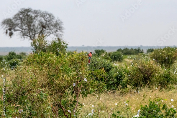 Fototapeta Żołna karminowa (Merops nubicoides) siedząca na krzewie, mały kolorowy ptak zamieszkujący tereny sawanny, Park Narodowy Tsavo i rezerwat wzgórz Taita, Kenia, Afryka