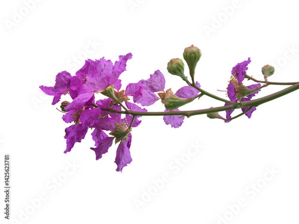 Fototapeta Bunch of pink queen crepe myrtle flower isolated on white background, clipping paths.
