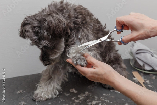 Fototapeta 犬をトリミングする女性の手元