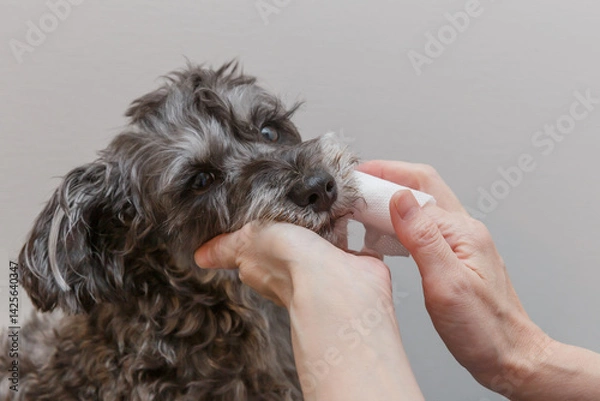 Obraz 犬の歯磨きをする女性の手元