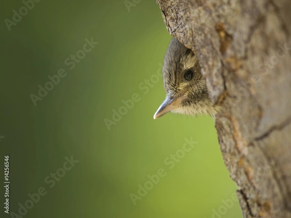 Obraz コゲラの雛