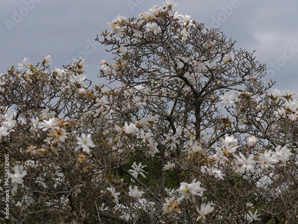 Fototapeta beautiful magnolia tree in a park